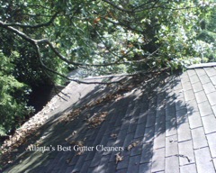 Canton's Best Gutter Cleaners does tree pruning of limbs coming in range of the gutters.